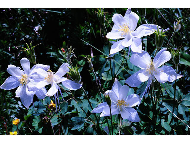 Aquilegia coerulea var. coerulea (Colorado blue columbine) #72084