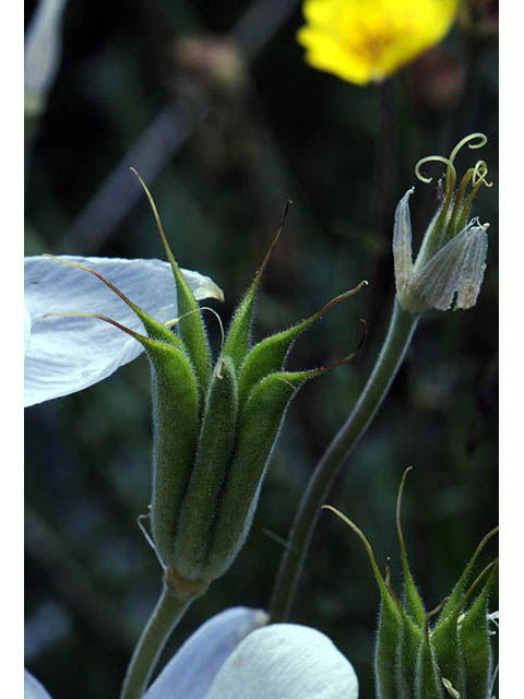 Aquilegia coerulea var. coerulea (Colorado blue columbine) #72088