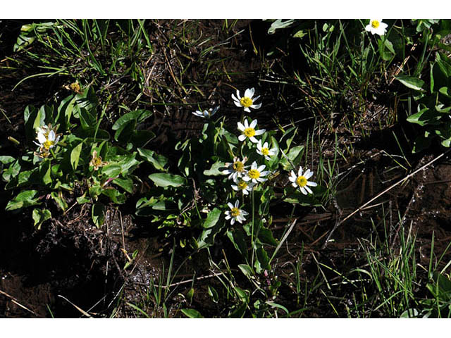 Caltha leptosepala var. leptosepala (White marsh-marigold) #72189