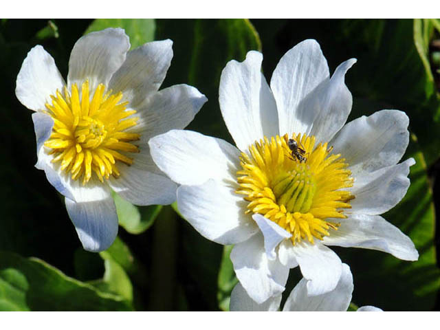 Caltha leptosepala var. leptosepala (White marsh-marigold) #72191