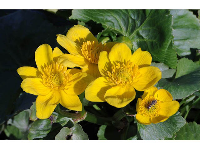 Caltha palustris (Yellow marsh marigold) #72206