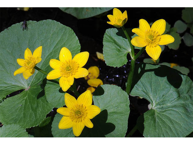 Caltha palustris (Yellow marsh marigold) #72209