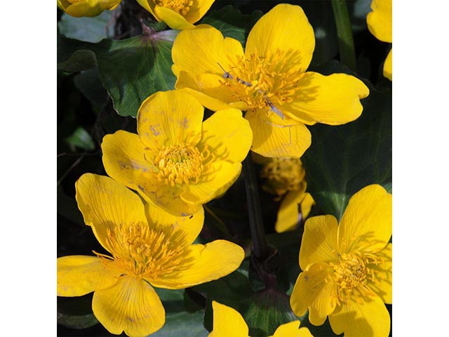 Caltha palustris (Yellow marsh marigold) #72225