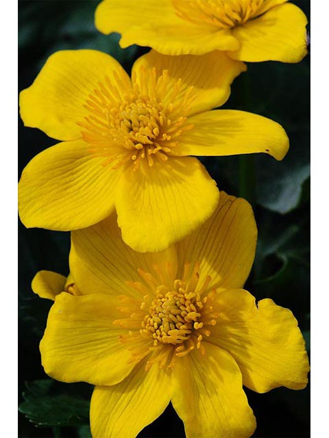 Caltha palustris (Yellow marsh marigold) #72226