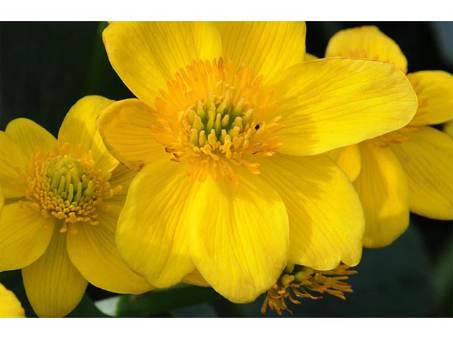 Caltha palustris (Yellow marsh marigold) #72229