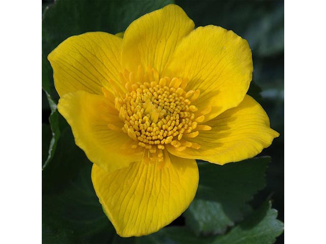 Caltha palustris (Yellow marsh marigold) #72233