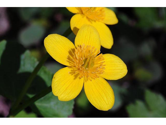 Caltha palustris (Yellow marsh marigold) #72238