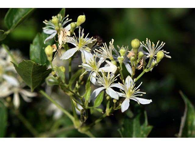 Clematis ligusticifolia (Western white clematis) #72274