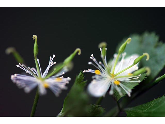 Coptis trifolia (Threeleaf goldthread) #72286