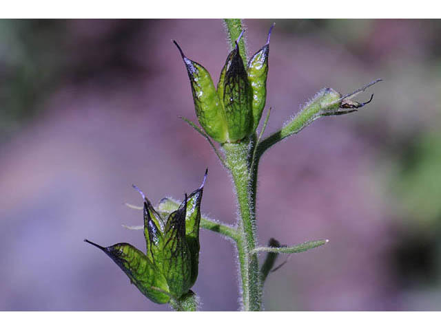 Delphinium barbeyi (Subalpine larkspur) #72310