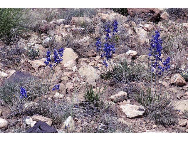 Delphinium scaposum (Tall mountain larkspur) #72319