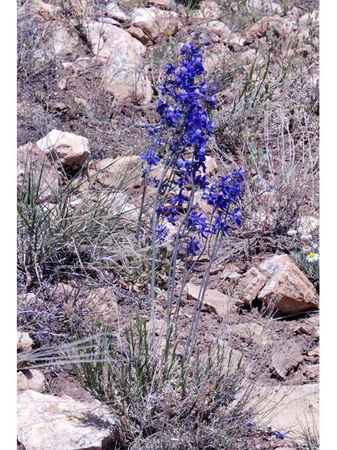 Delphinium scaposum (Tall mountain larkspur) #72321