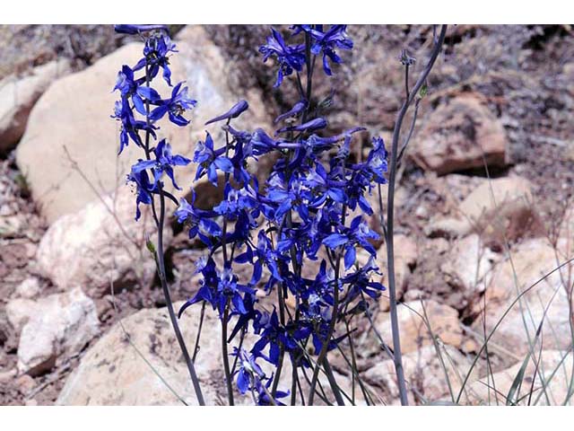 Delphinium scaposum (Tall mountain larkspur) #72322