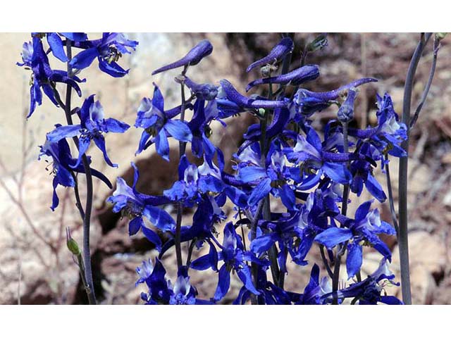 Delphinium scaposum (Tall mountain larkspur) #72323