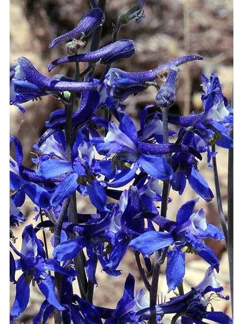 Delphinium scaposum (Tall mountain larkspur) #72324