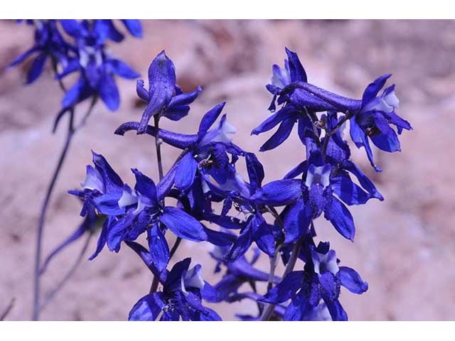 Delphinium scaposum (Tall mountain larkspur) #72325