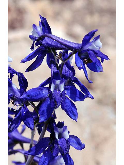 Delphinium scaposum (Tall mountain larkspur) #72326