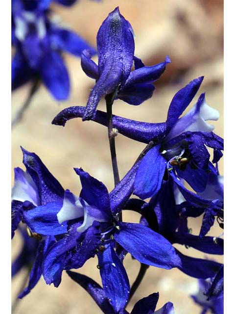 Delphinium scaposum (Tall mountain larkspur) #72329