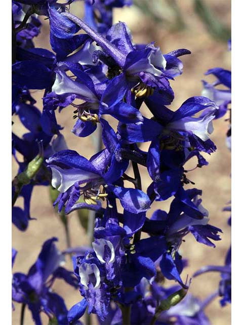 Delphinium scaposum (Tall mountain larkspur) #72330