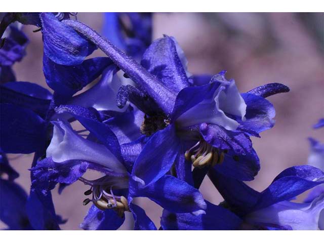 Delphinium scaposum (Tall mountain larkspur) #72332