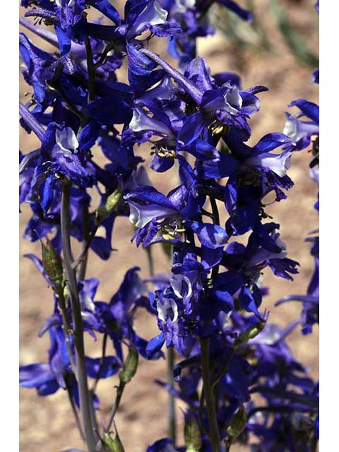 Delphinium scaposum (Tall mountain larkspur) #72334