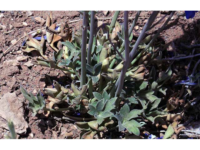 Delphinium scaposum (Tall mountain larkspur) #72335