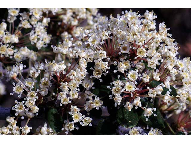 Ceanothus cuneatus (Buckbrush) #72406