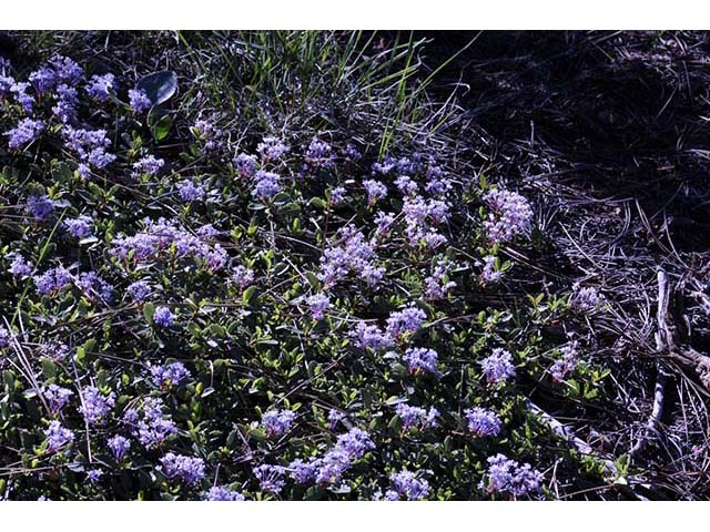 Ceanothus prostratus (Prostrate ceanothus) #72419