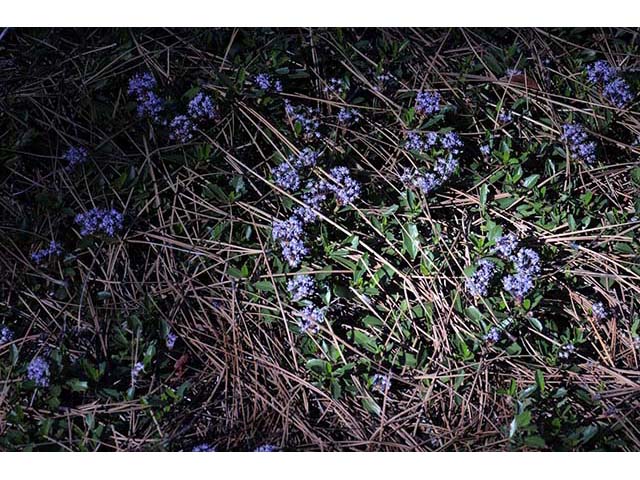 Ceanothus prostratus (Prostrate ceanothus) #72421