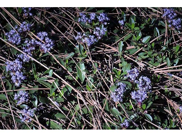 Ceanothus prostratus (Prostrate ceanothus) #72422