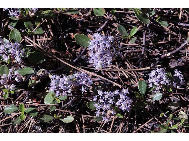 Ceanothus prostratus (Prostrate ceanothus) #72424