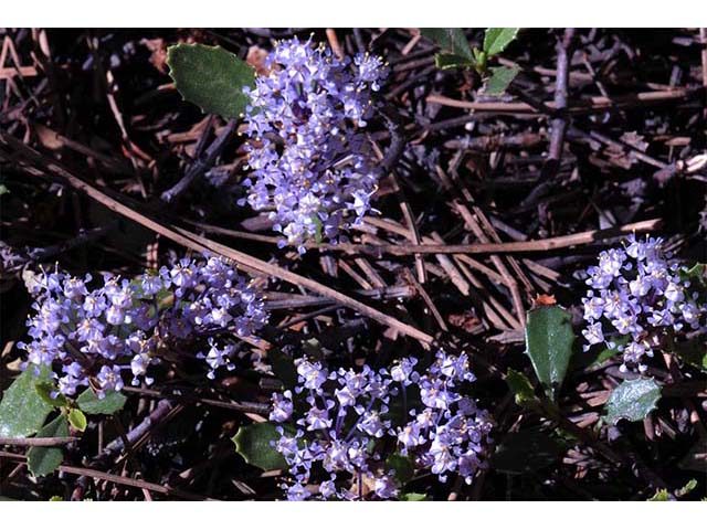 Ceanothus prostratus (Prostrate ceanothus) #72425