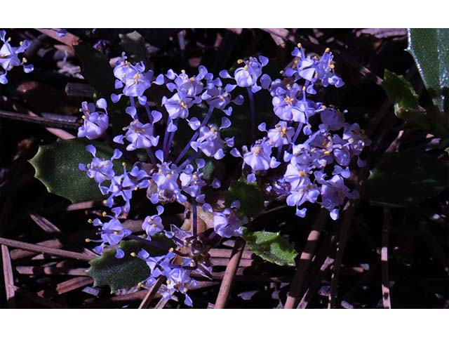 Ceanothus prostratus (Prostrate ceanothus) #72426