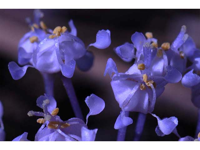 Ceanothus prostratus (Prostrate ceanothus) #72429