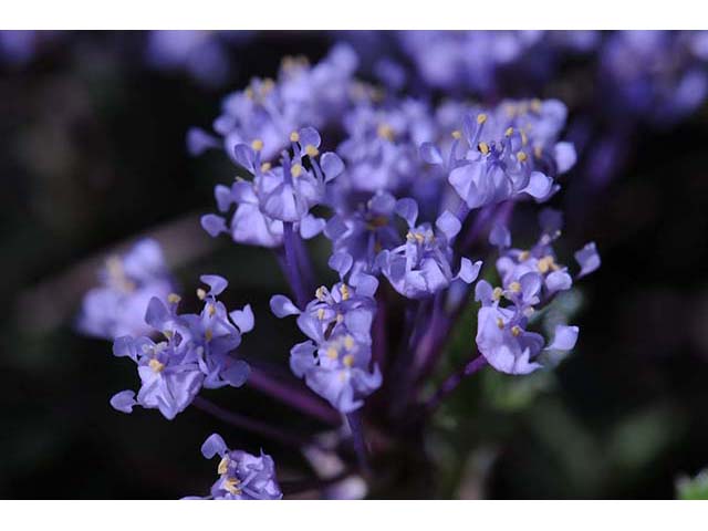 Ceanothus prostratus (Prostrate ceanothus) #72430