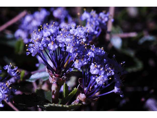 Ceanothus prostratus (Prostrate ceanothus) #72431