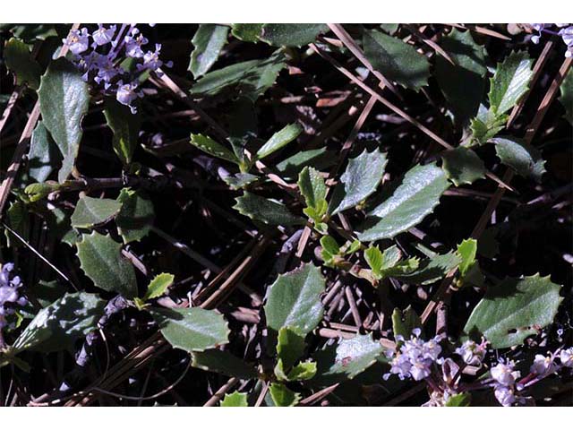 Ceanothus prostratus (Prostrate ceanothus) #72435