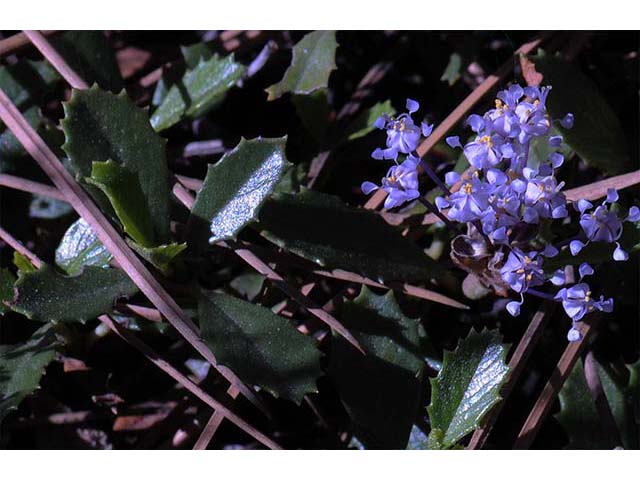 Ceanothus prostratus (Prostrate ceanothus) #72436