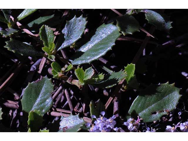 Ceanothus prostratus (Prostrate ceanothus) #72437