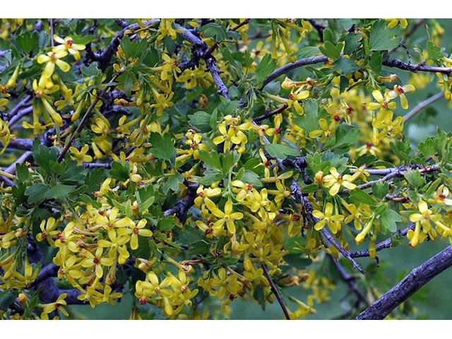 Ribes aureum (Golden currant) #72449