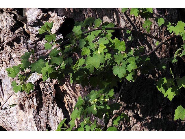 Ribes glandulosum (Skunk currant) #72461