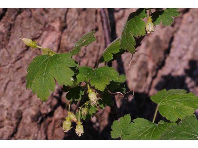 Ribes glandulosum (Skunk currant) #72462