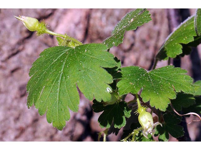 Ribes glandulosum (Skunk currant) #72463