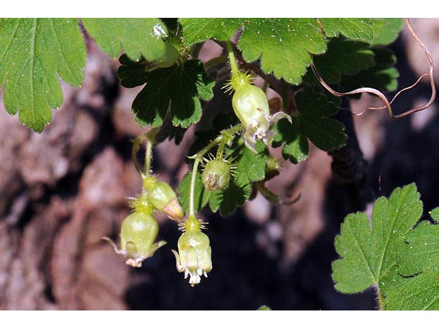 Ribes glandulosum (Skunk currant) #72464