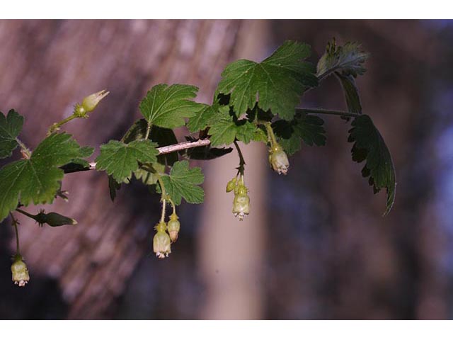 Ribes glandulosum (Skunk currant) #72465