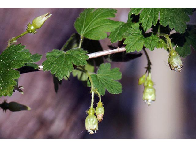 Ribes glandulosum (Skunk currant) #72466