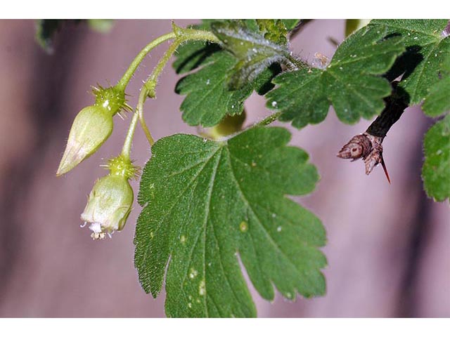 Ribes glandulosum (Skunk currant) #72467