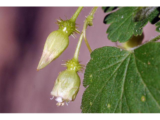 Ribes glandulosum (Skunk currant) #72468