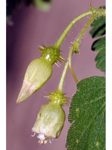 Ribes glandulosum (Skunk currant) #72469