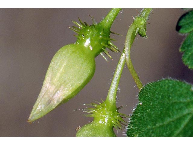 Ribes glandulosum (Skunk currant) #72470